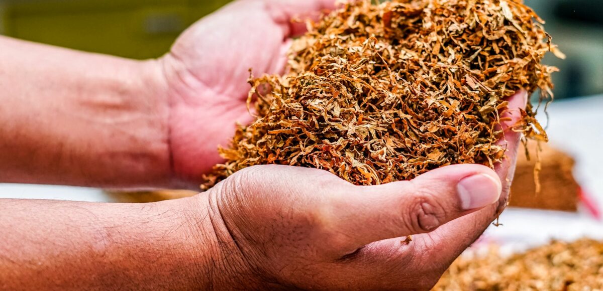 mains tenant du tabac brut illustrant les enjeux de trafic et commerce illégal