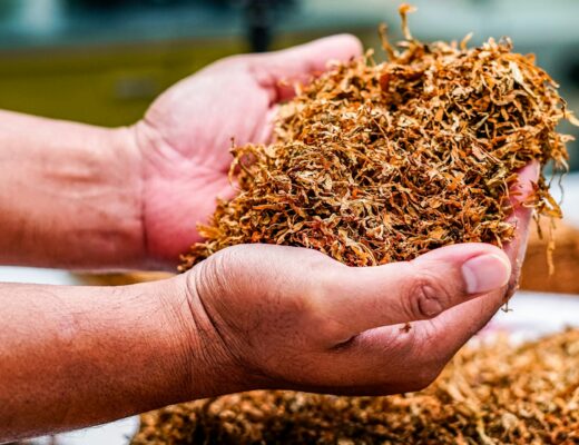 mains tenant du tabac brut illustrant les enjeux de trafic et commerce illégal